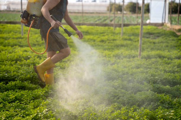Best Ant Control Services  in Culpeper, VA