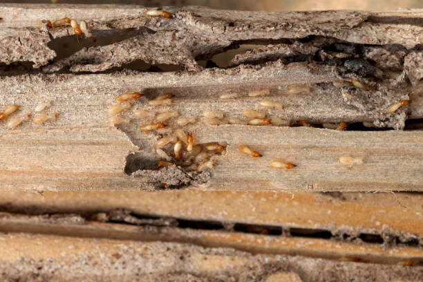 Reliable Culpeper, VA Pest Control Solutions